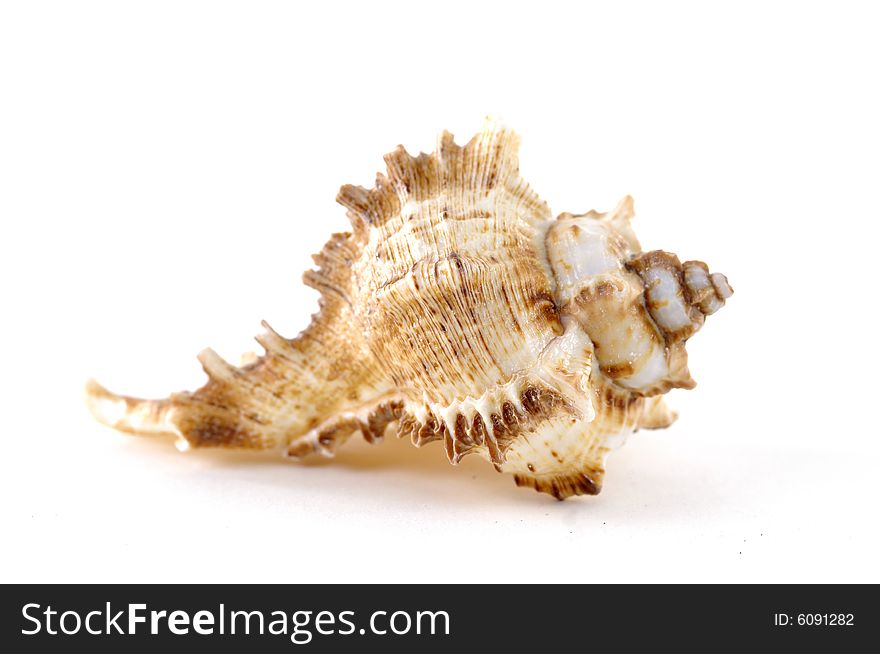 Beach objects. Shells isolated on white