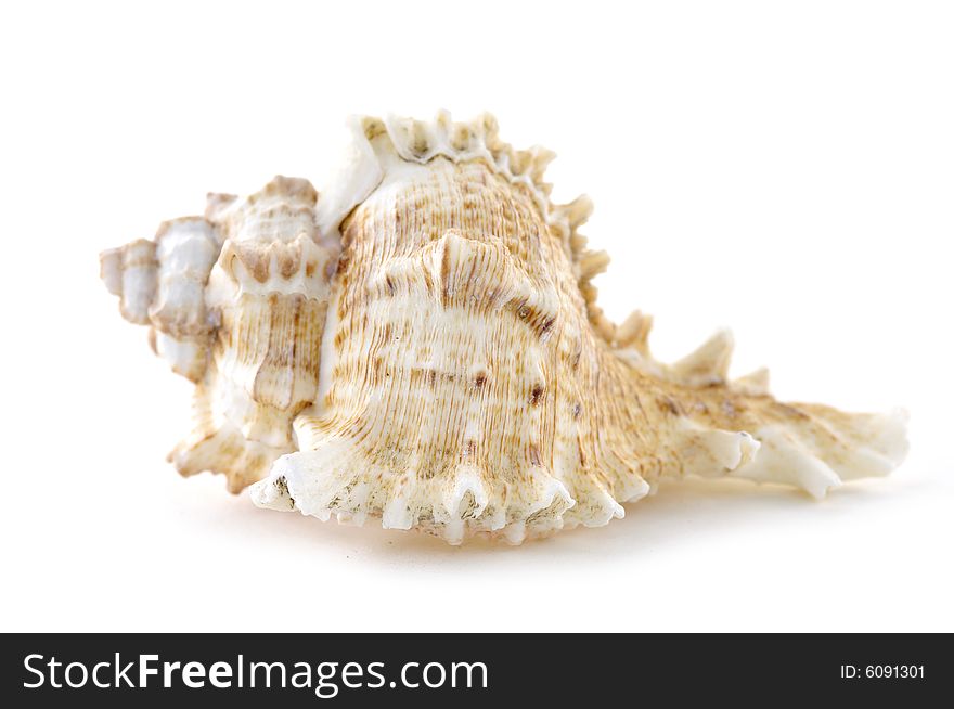 Beach objects. Shells isolated on white