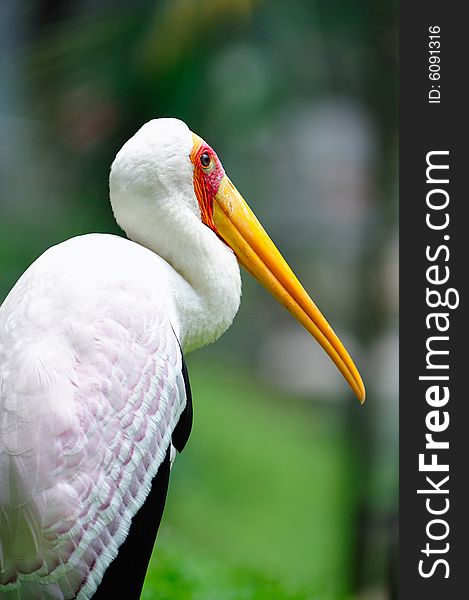 A portrait of a yellow billed stork. A portrait of a yellow billed stork