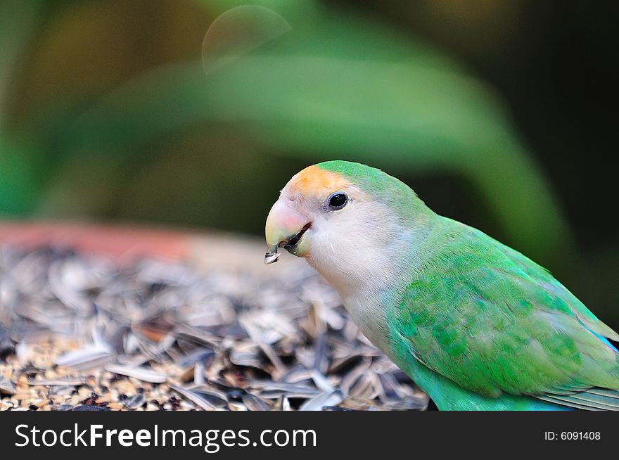 A portrait of a parakeet. A portrait of a parakeet