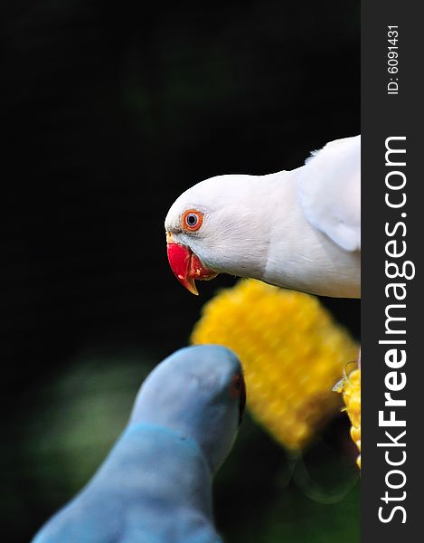 A portrait of a parakeet. A portrait of a parakeet