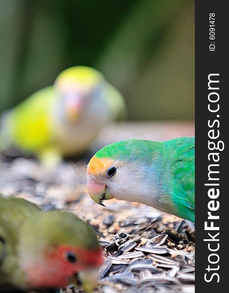 A portrait of a parakeet. A portrait of a parakeet