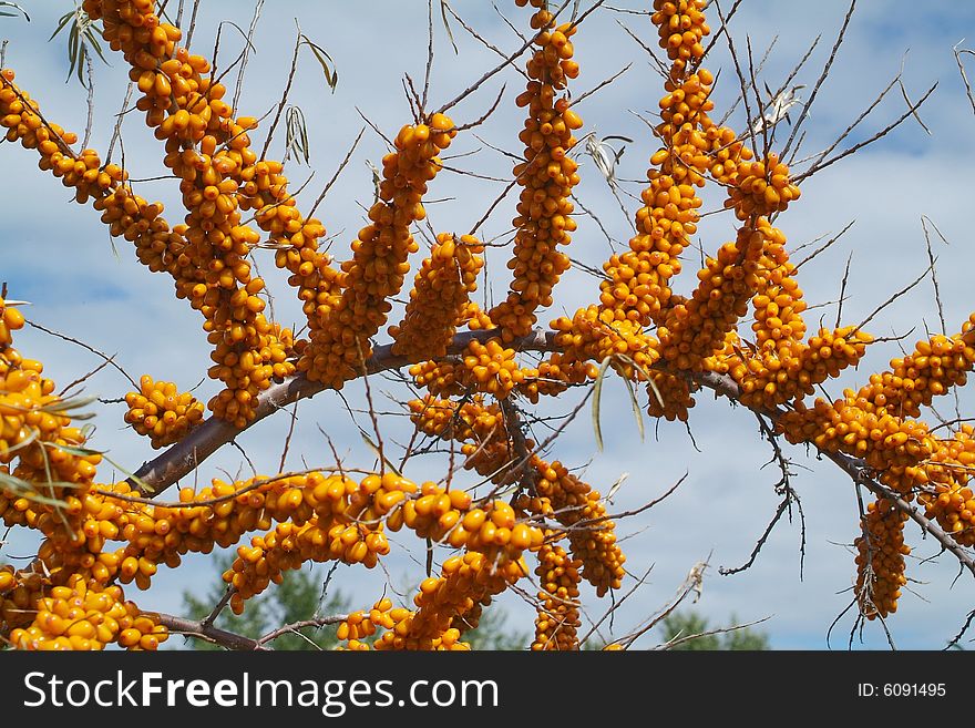 Ripe berries of sea-buckthorn berries