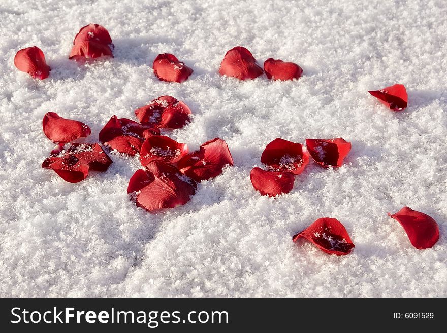 Red Rose Petals on Snow