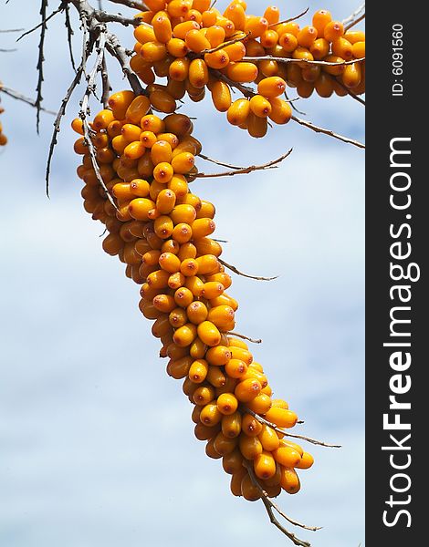 Sea-buckthorn Berries