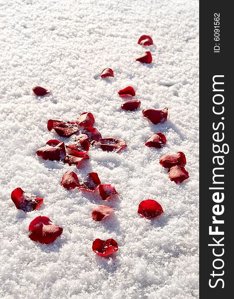 Red Rose Petals on Snow