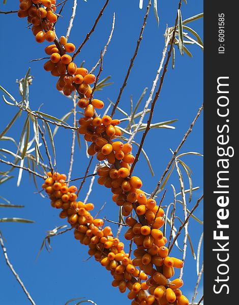 Sea-buckthorn berries