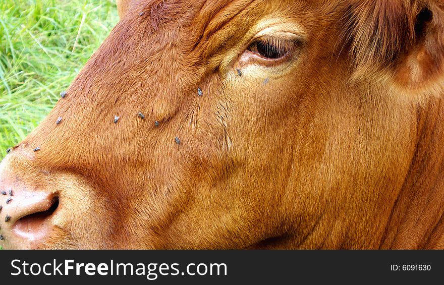 Cow with Flies