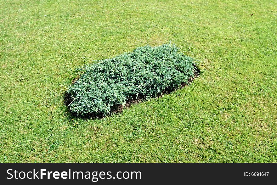 Green grass and bush at summer