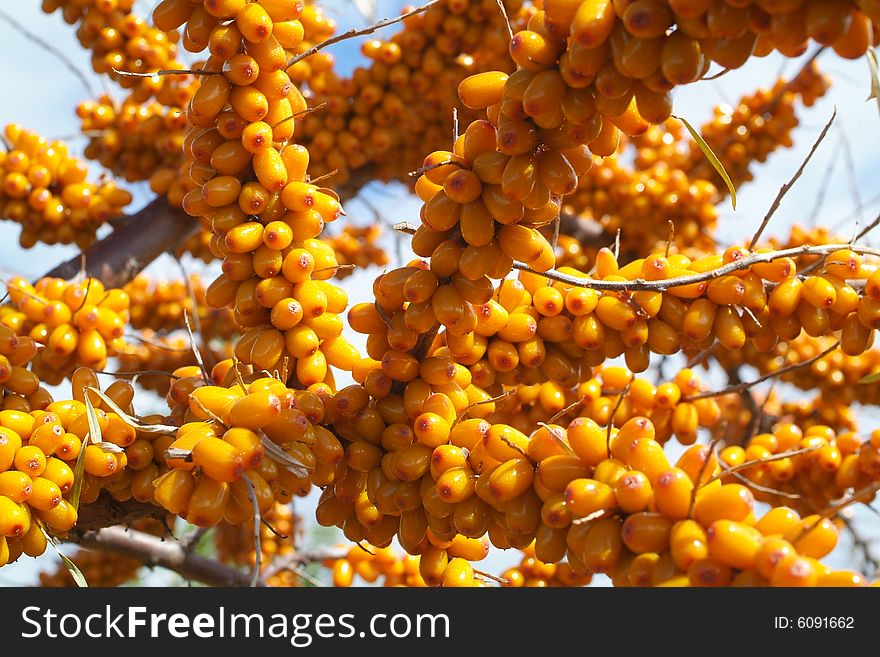 Sea-buckthorn Berries