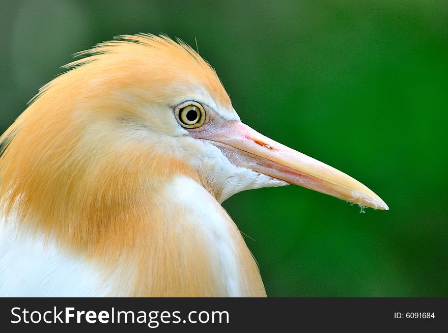 A bird portrait of a cattle egret. A bird portrait of a cattle egret