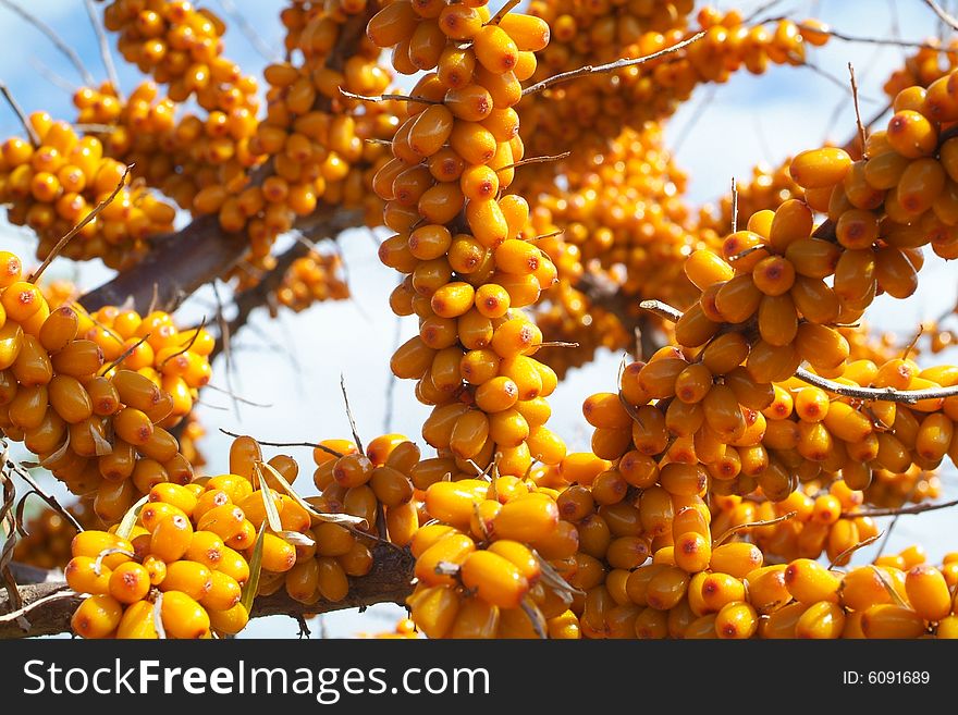 Sea-buckthorn berries