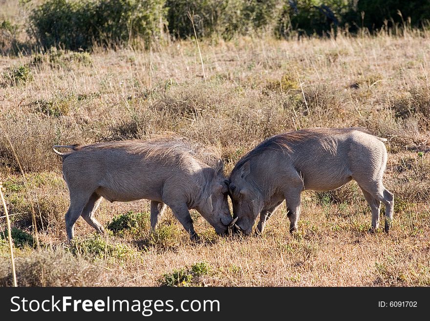 Warthog fighting for territory in the addo national park in south africa. Warthog fighting for territory in the addo national park in south africa