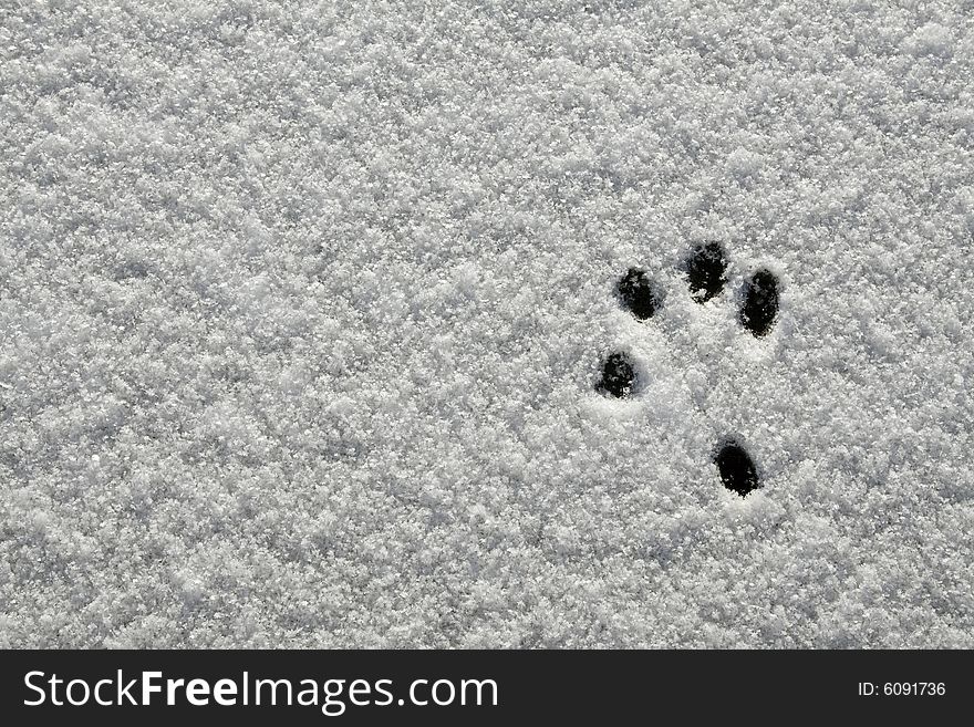 Animal footprint on fresh snow. Animal footprint on fresh snow