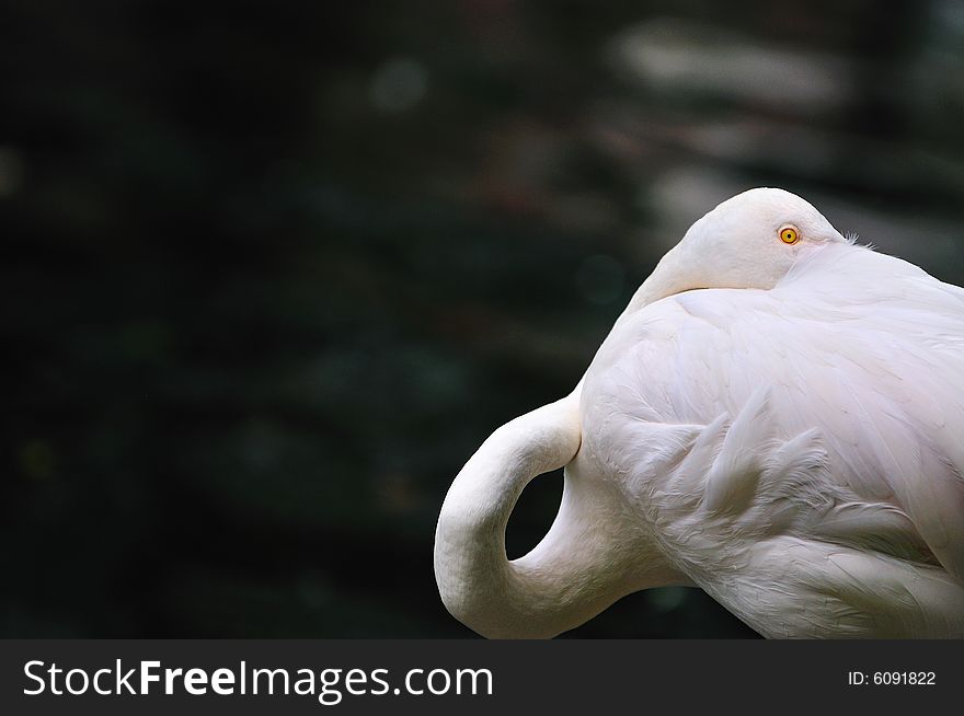 A portrait of flamingo birds. A portrait of flamingo birds