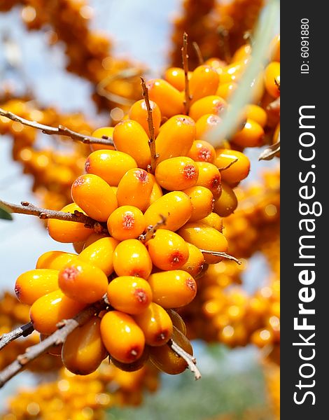 Ripe berries of sea-buckthorn berries