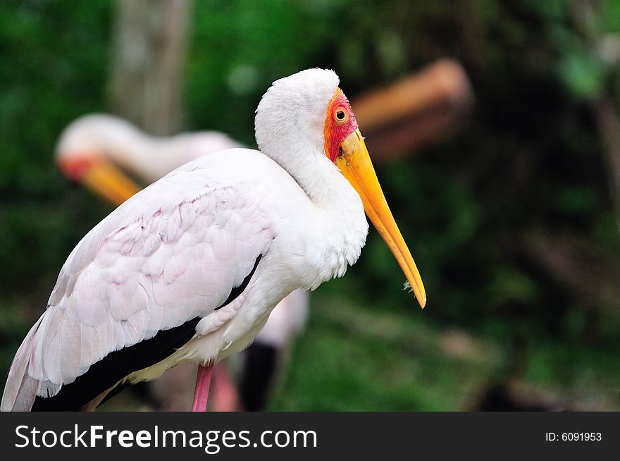 A portrait of a yellow billed stork. A portrait of a yellow billed stork