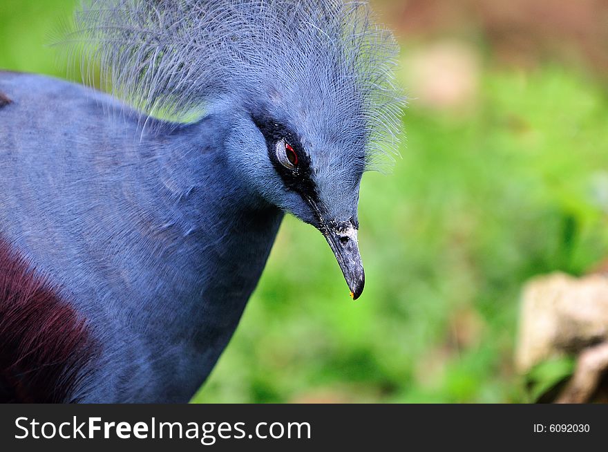An image of a Western Crowned Pigeon