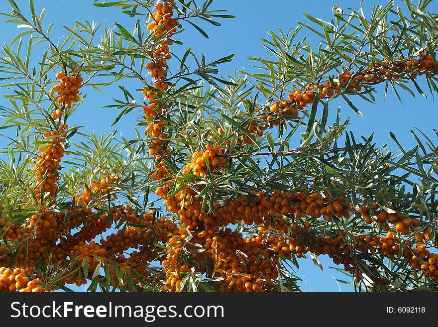 Sea-buckthorn berries