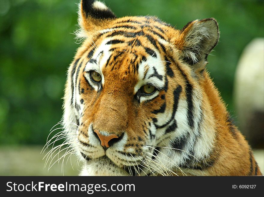 Photo of a tiger - close up