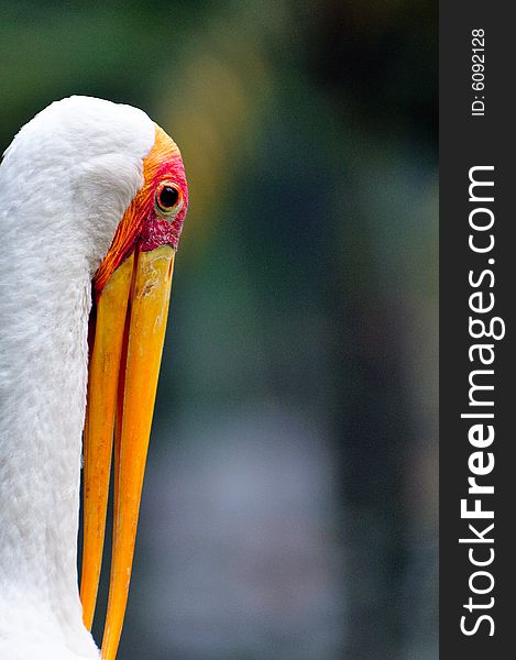 A portrait of a yellow billed stork. A portrait of a yellow billed stork