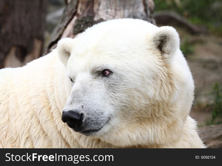 Photo of a Polar bear