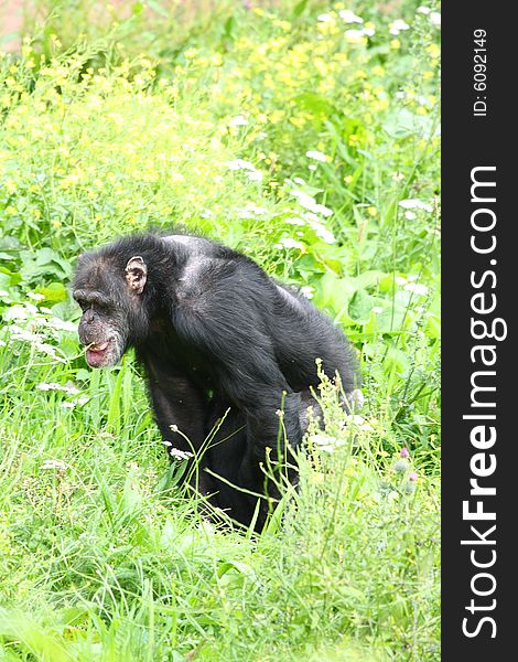 Photo of a chimpanzee (chimp)