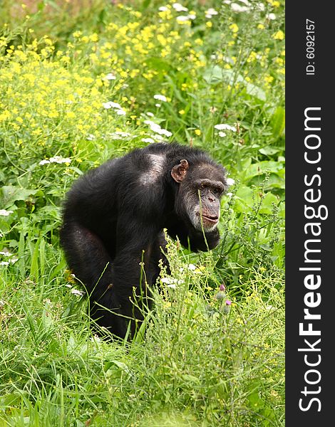 Photo of a chimpanzee (chimp)