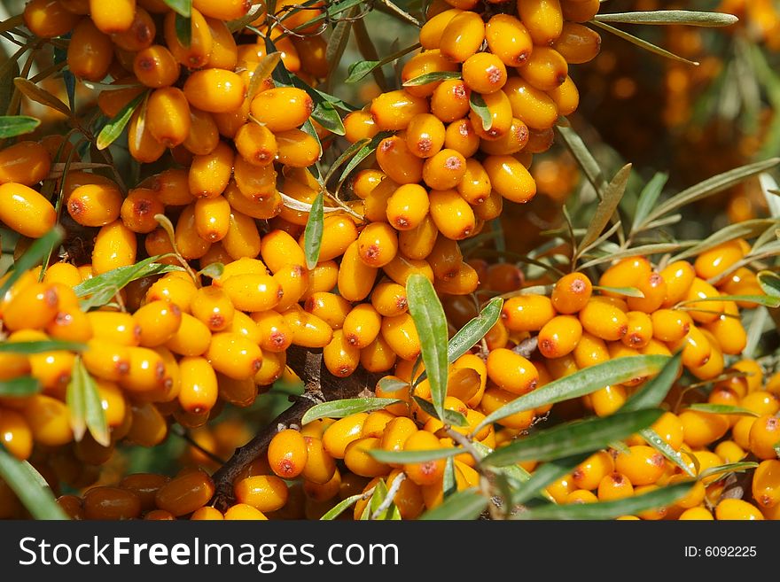 Sea-buckthorn berries