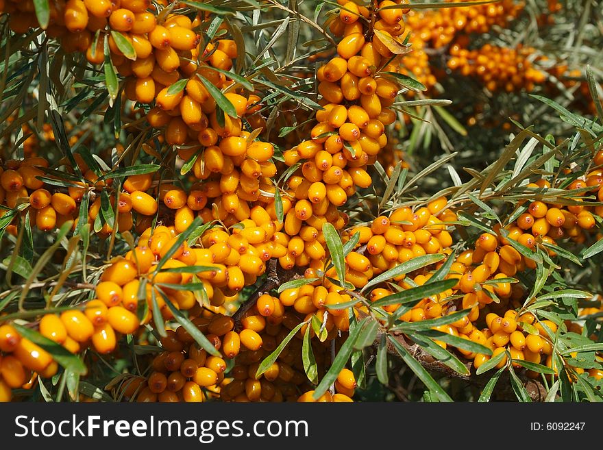 Ripe berries of sea-buckthorn berries