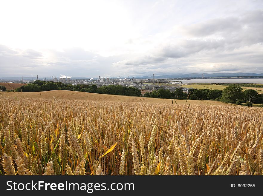 Field of wheat crop in Scotland. Field of wheat crop in Scotland