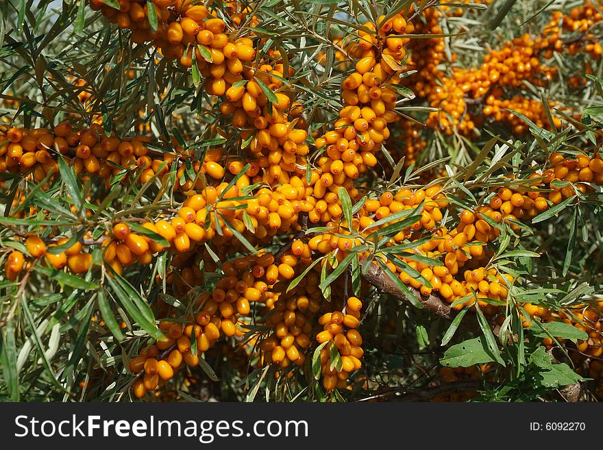 Sea-buckthorn berries