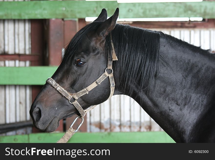 Black race-horse head (on farm)