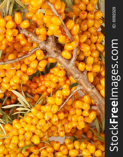 Ripe berries of sea-buckthorn berries