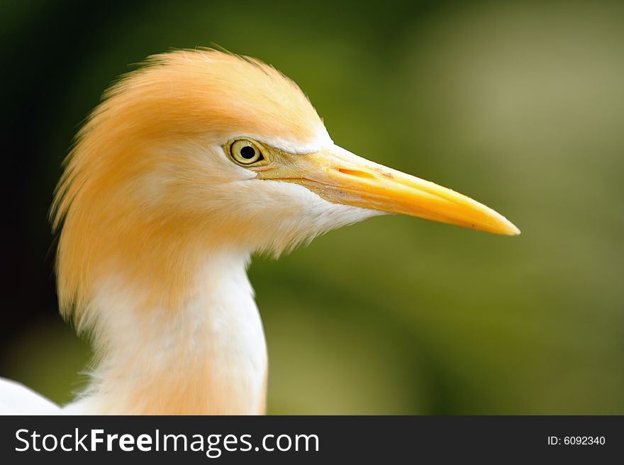 A bird portrait of a cattle egret. A bird portrait of a cattle egret