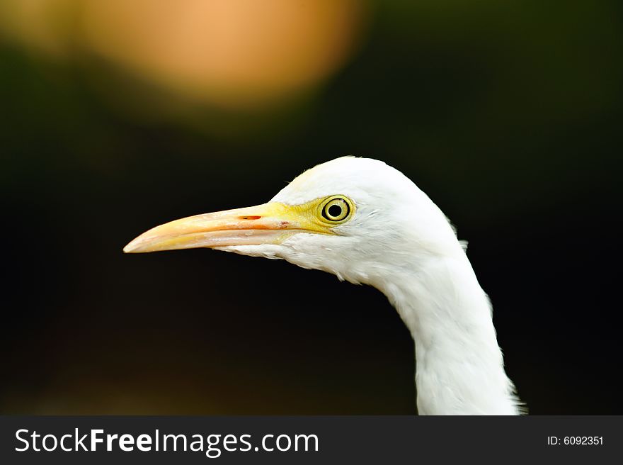 A bird portrait of a cattle egret. A bird portrait of a cattle egret