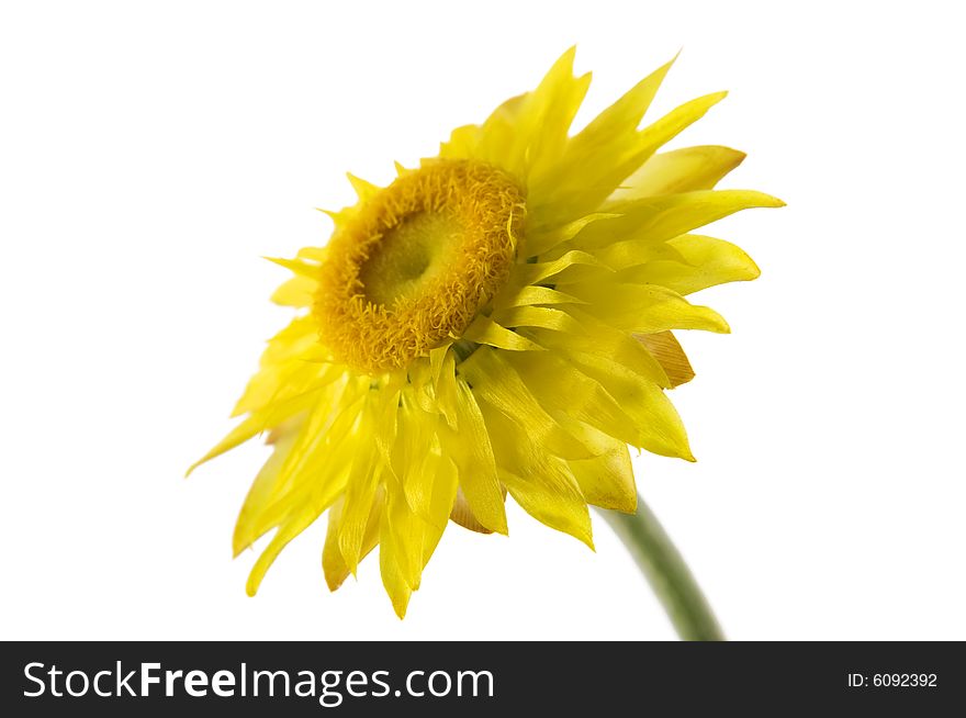 Side view of a paper daisy on a white background
