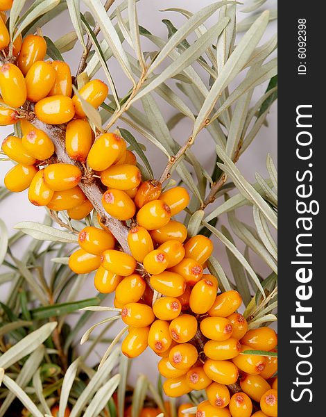 Ripe berries of sea-buckthorn berries