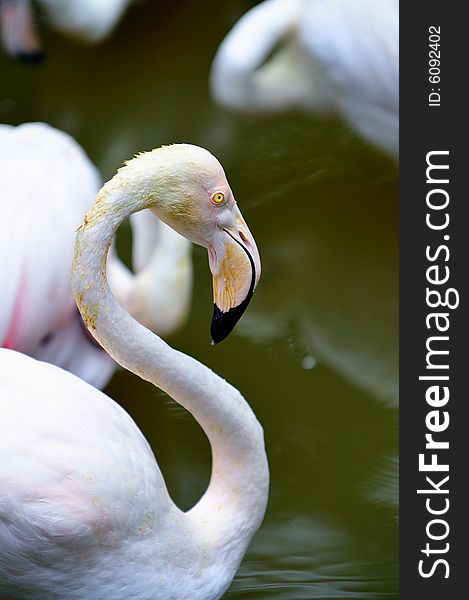 A portrait of flamingo birds. A portrait of flamingo birds