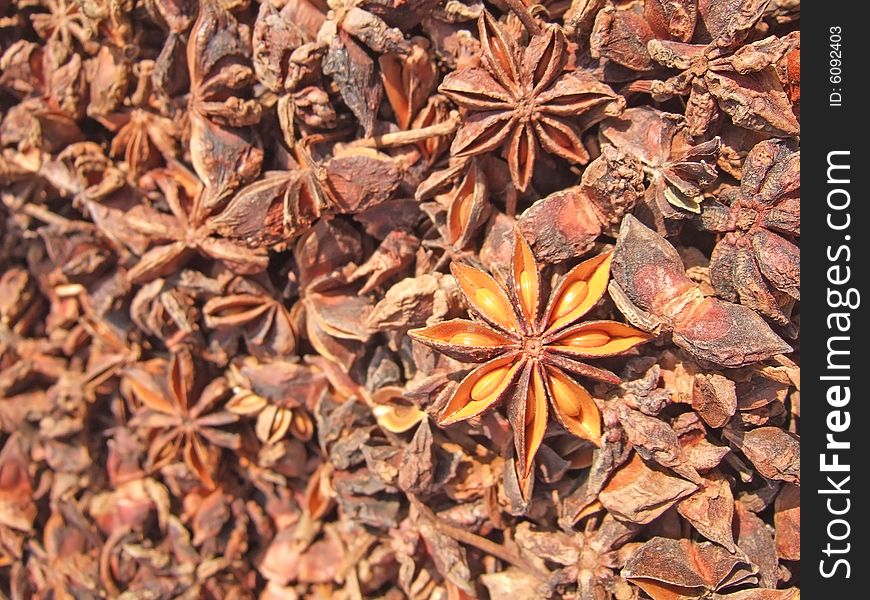 Aniseed under the sunshine in the yard