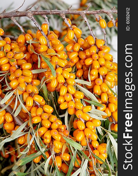 Ripe berries of sea-buckthorn berries