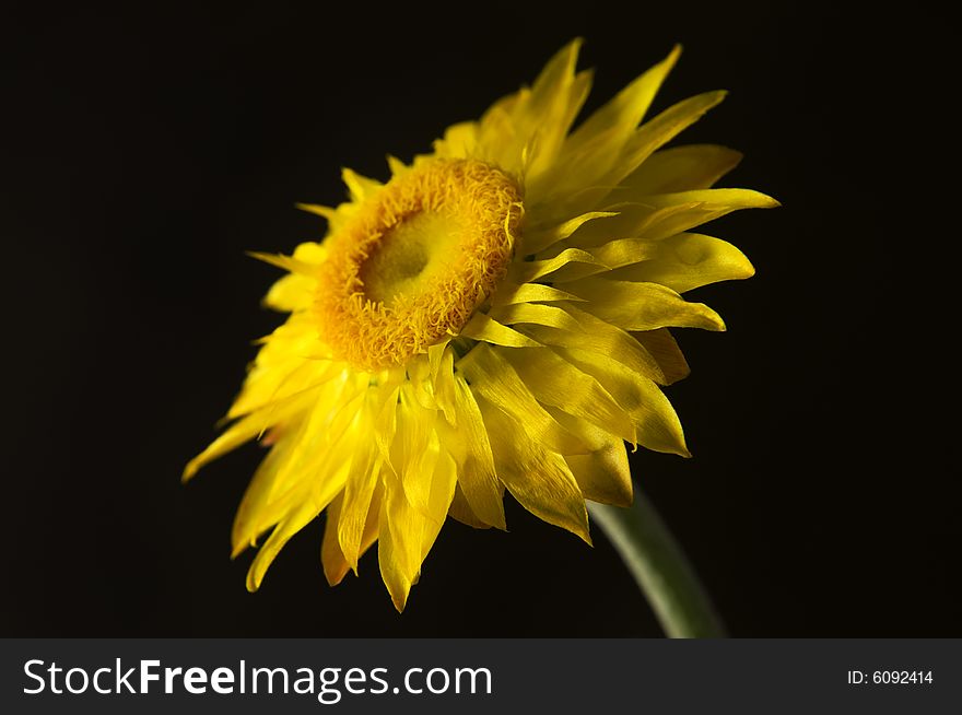 Side view of a daisy flower over a black background. Side view of a daisy flower over a black background