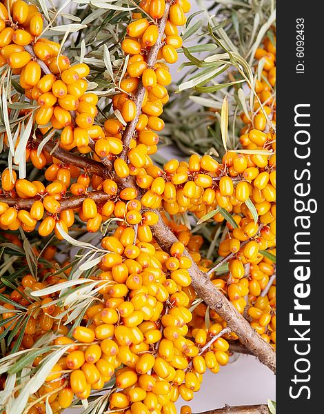 Ripe berries of sea-buckthorn berries