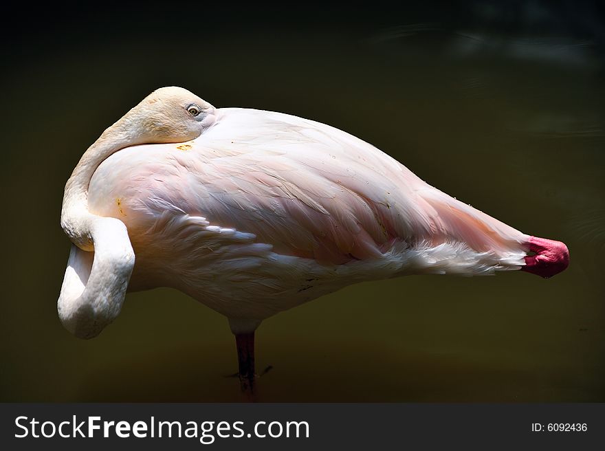 Flamingo Portrait 1