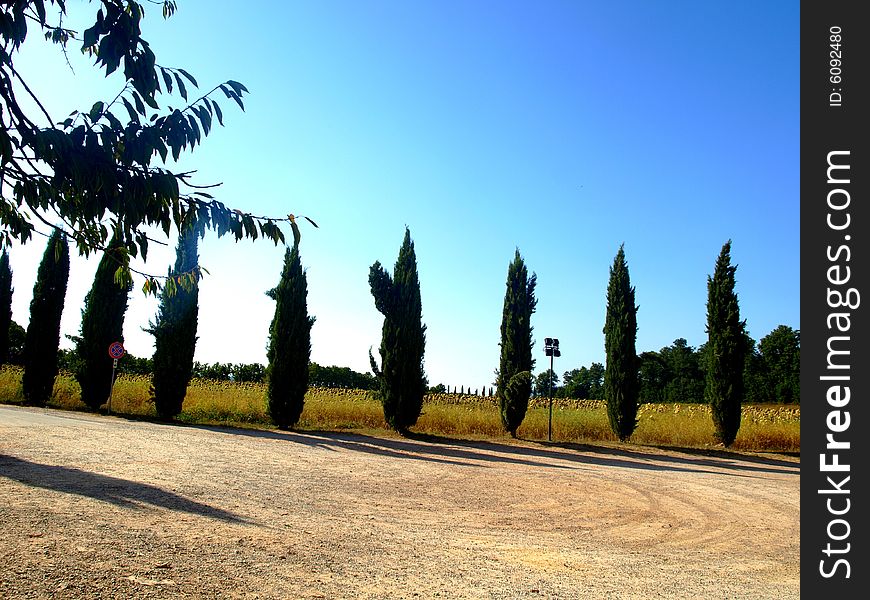 A typical landscape of cypresses and fields in Tuscany. A typical landscape of cypresses and fields in Tuscany