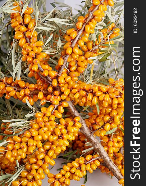 Ripe berries of sea-buckthorn berries