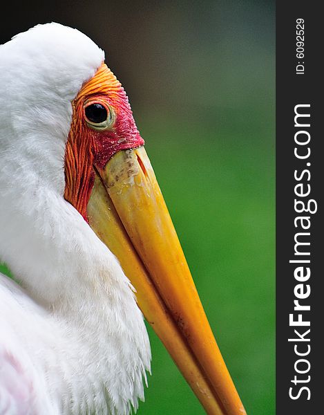 A portrait of a yellow billed stork. A portrait of a yellow billed stork