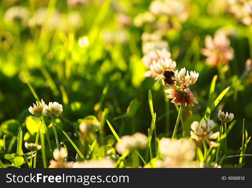 Meadow, flowers and humble-bee