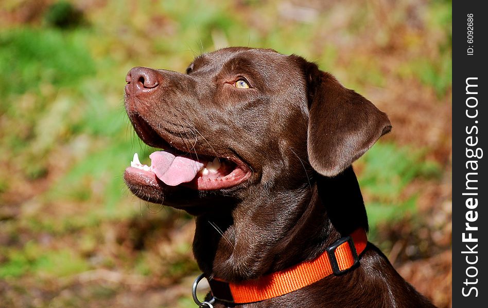 Shot of a chocolate labrador retriever in the forest. Shot of a chocolate labrador retriever in the forest