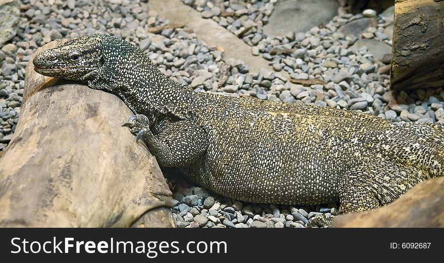 View of bengal monitor at rest. View of bengal monitor at rest